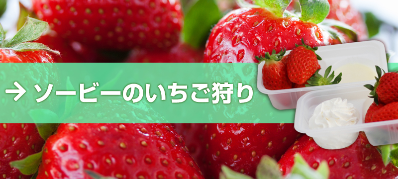 ソービーのいちご狩り