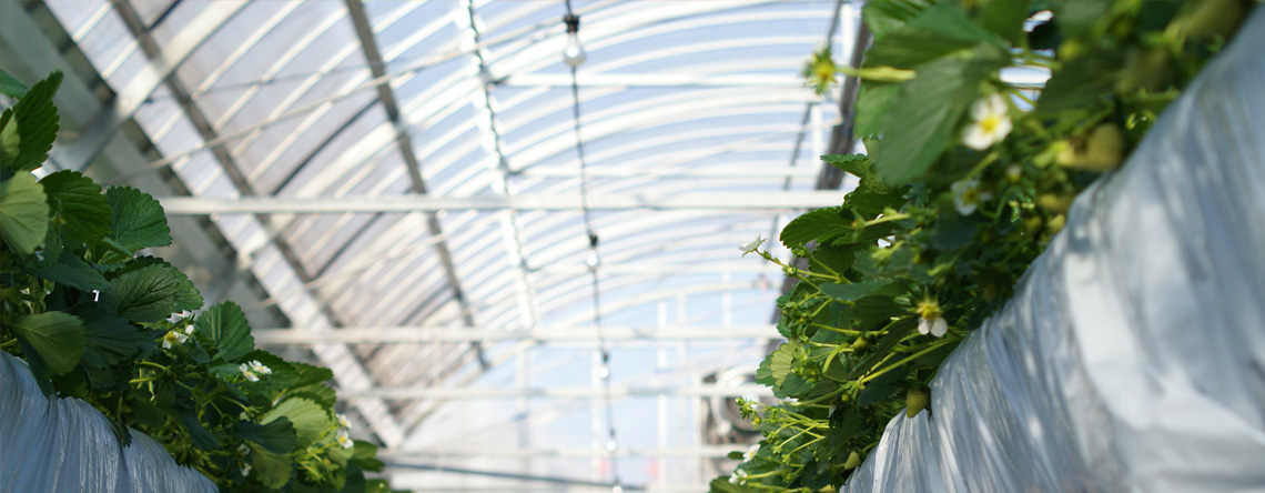 いちご狩りイメージ