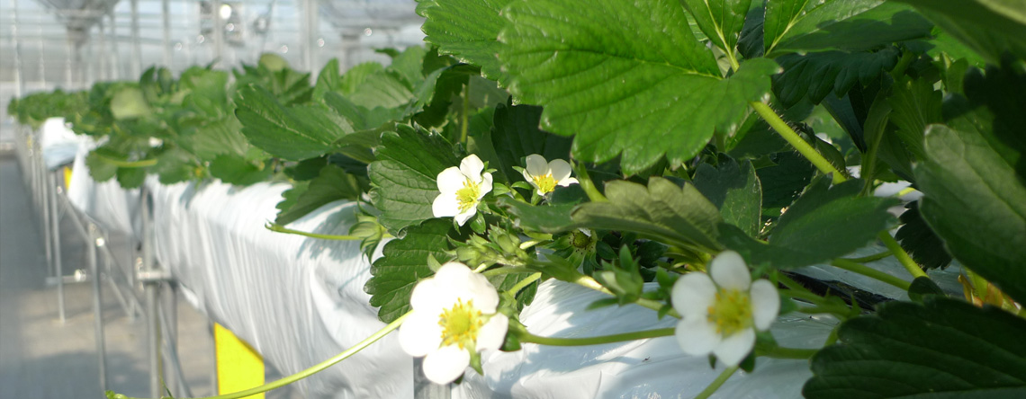 いちご狩りイメージ