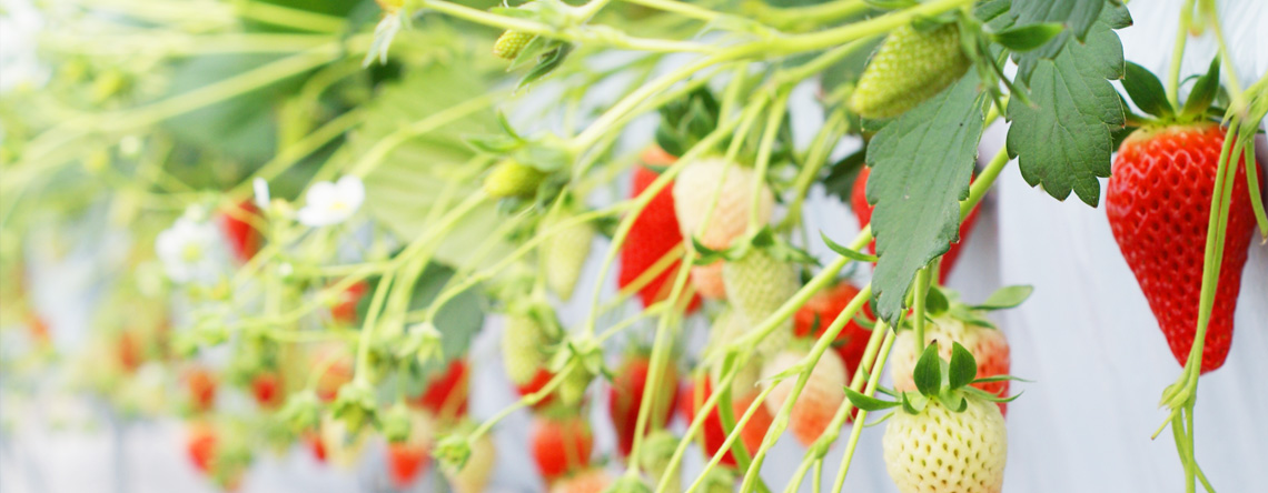 いちご狩りイメージ